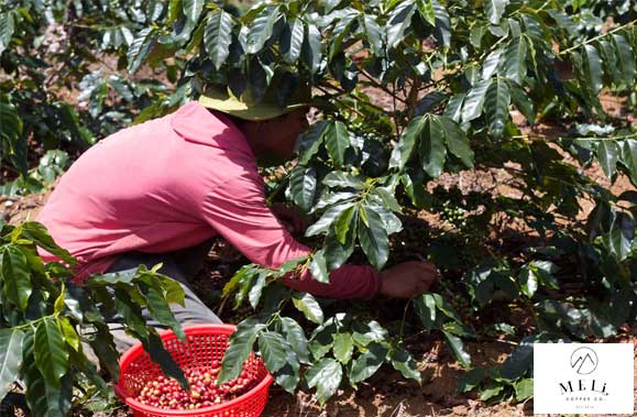 Cà phê đặc sản