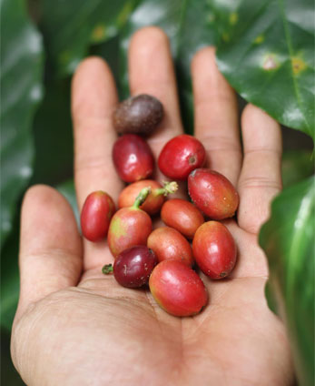 arabica-bean-vietnam