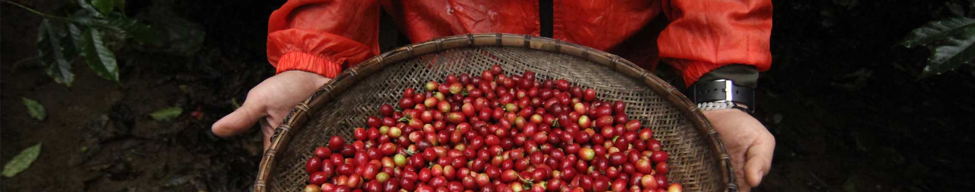 meli Specialty Coffee meli Specialty Coffee