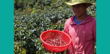 thu hoach ca phe